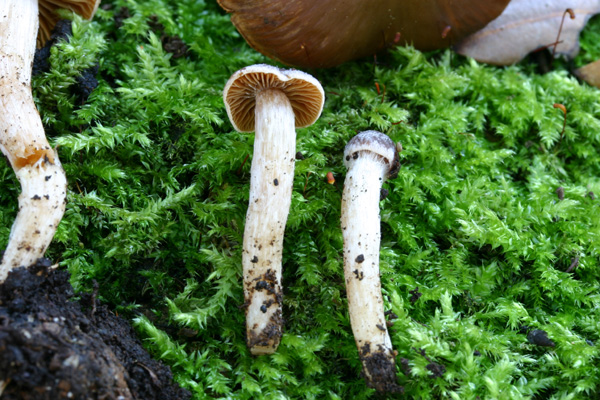 Cortinarius vernus H.Lindsr. & Melot
